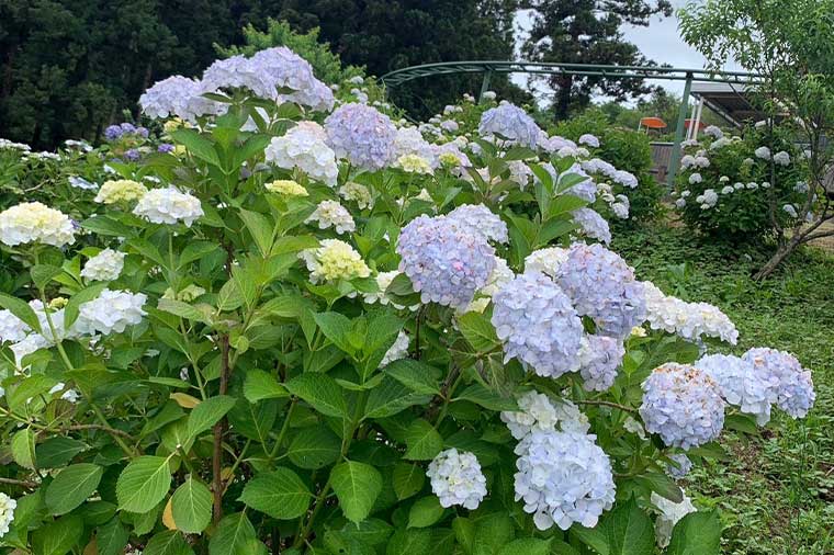 いばらきフラワーパーク・紫陽花