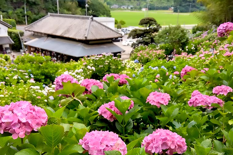 服部農園あじさい屋敷