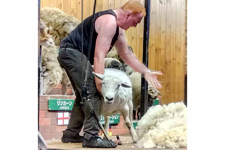 マザー牧場・羊の毛刈りショー