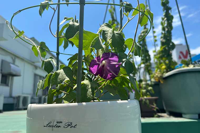 名張幼稚園・あさがお花