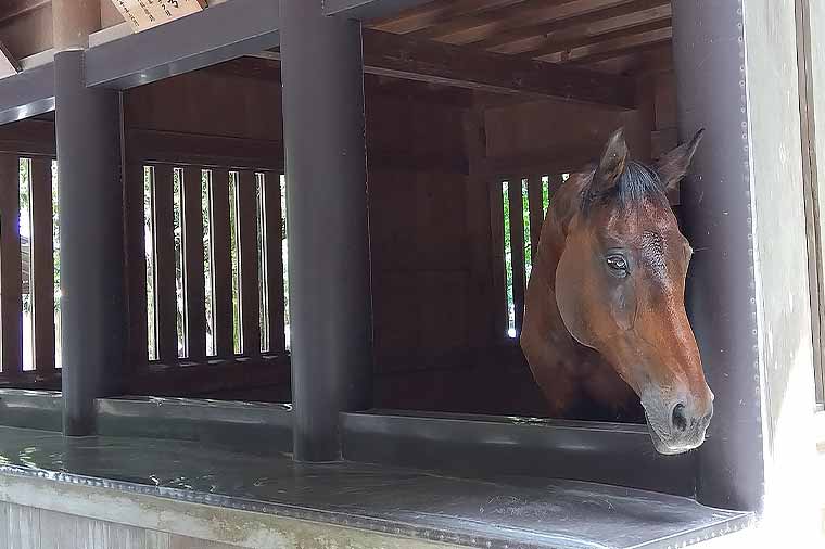 伊勢神宮・神馬