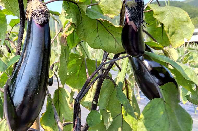 酪農王国オラッチェ・夏野菜なす