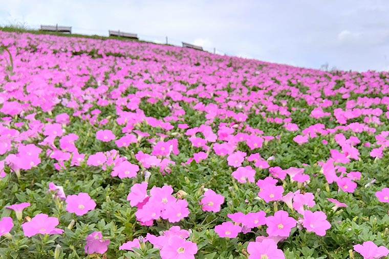 マザー牧場・桃色吐息