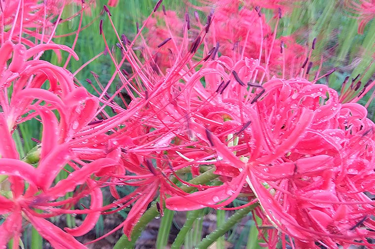 日高市巾着田・曼珠沙華