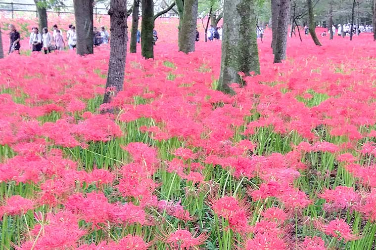 日高市巾着田・曼珠沙華