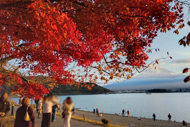 河口湖もみじ回廊