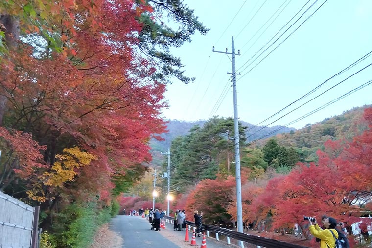 河口湖もみじ回廊