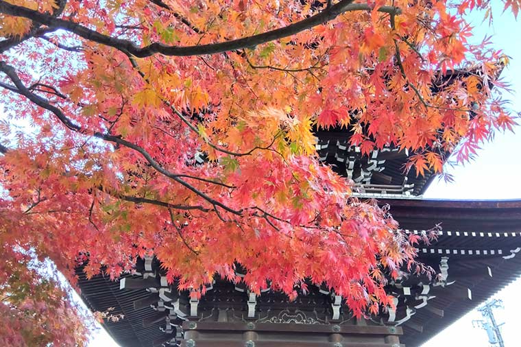 飛騨分国寺・もみじ