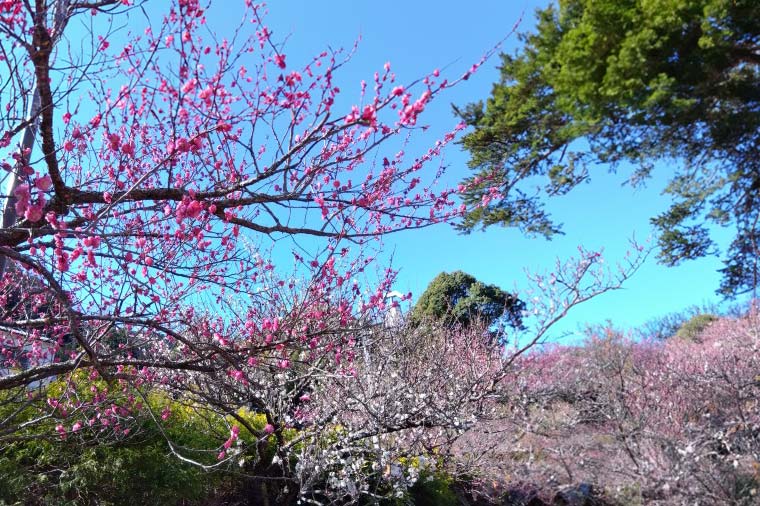 熱海梅園