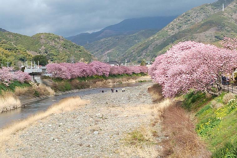 河津桜と菜の花