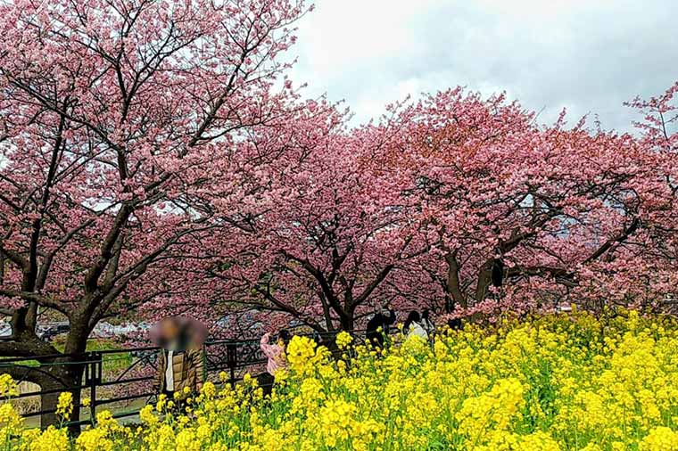 河津桜