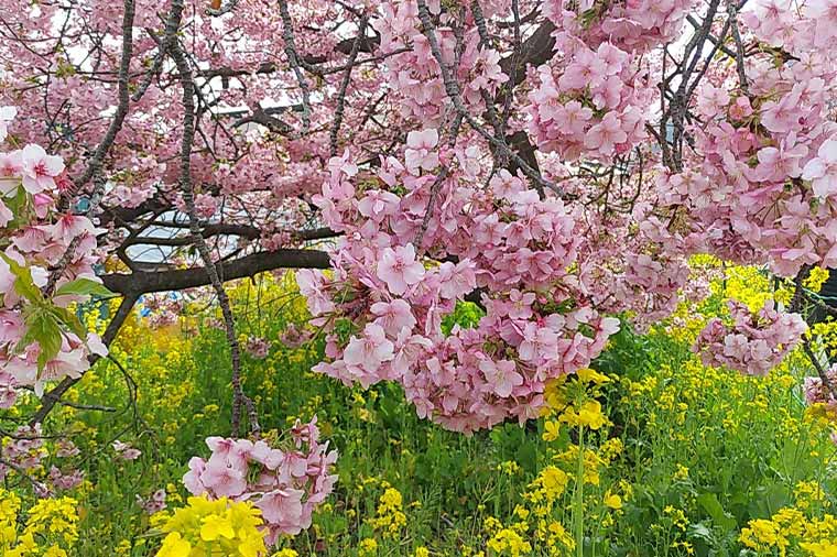 河津桜と菜の花