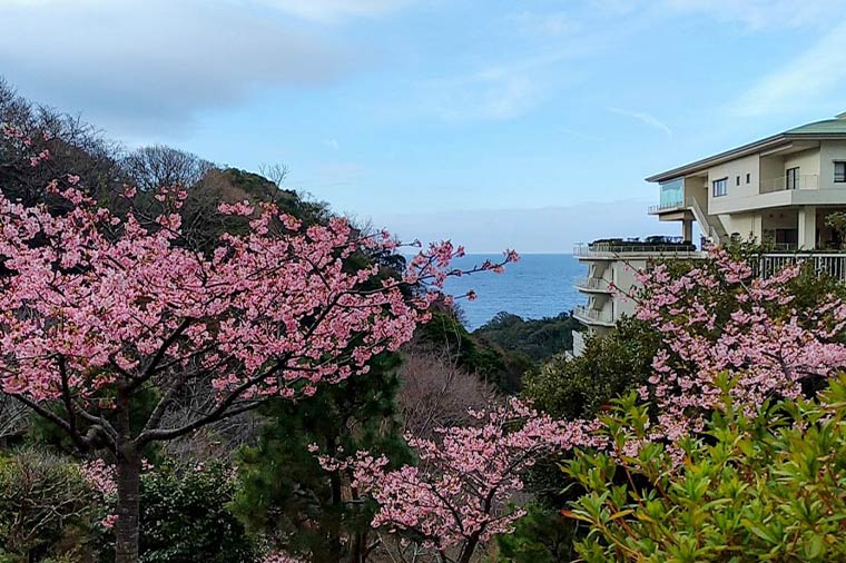 堂ヶ島ニュー銀水河津桜