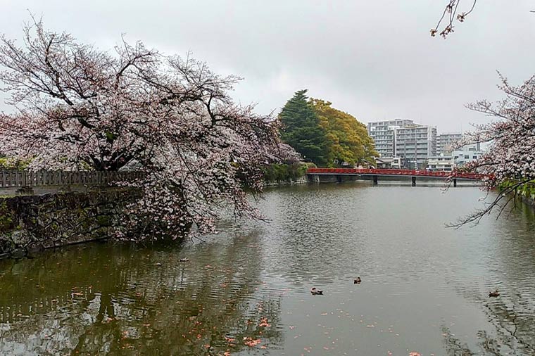 小田原城・桜