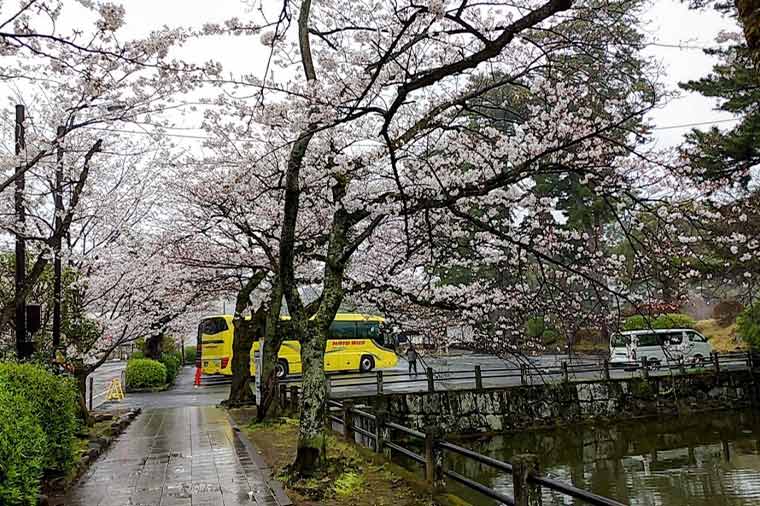 小田原城・桜