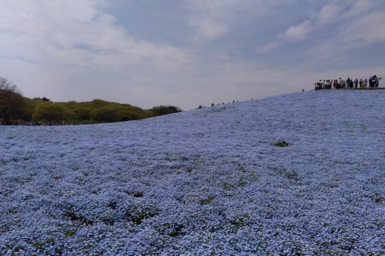 ひたち海浜公園・ネモフィラ