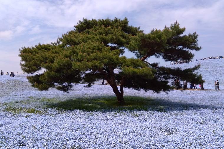 ひたち海浜公園・ネモフィラ