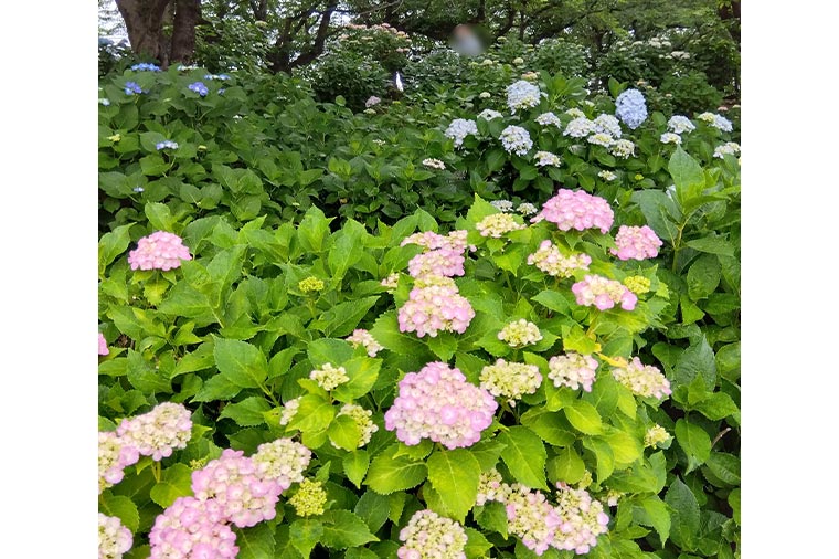 宝徳寺
