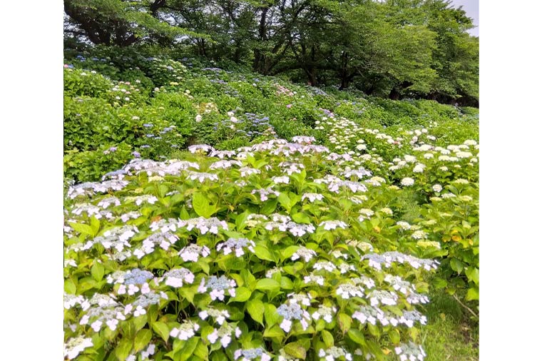 宝徳寺