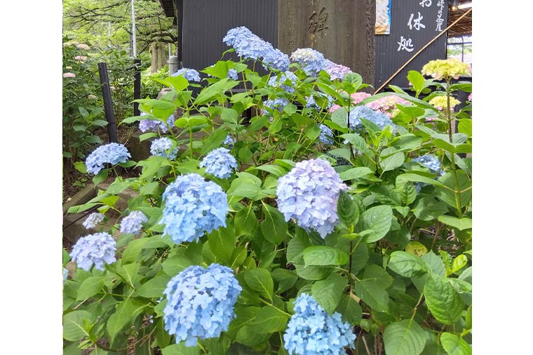 宝徳寺