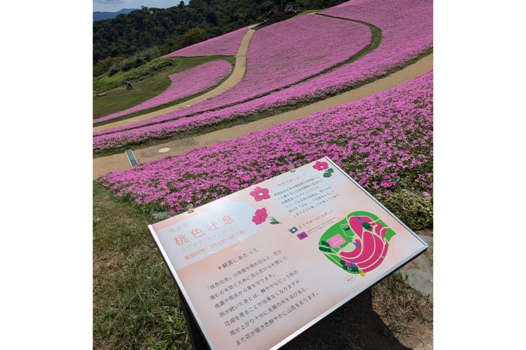 マザー牧場・桃色吐息