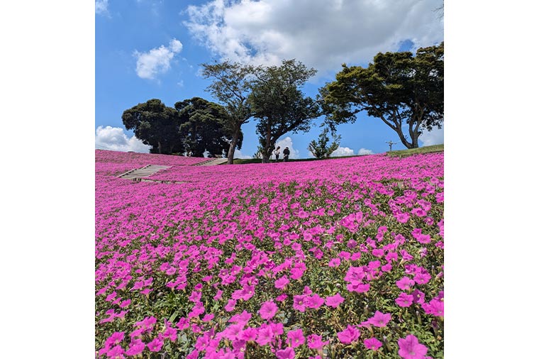 マザー牧場・桃色吐息