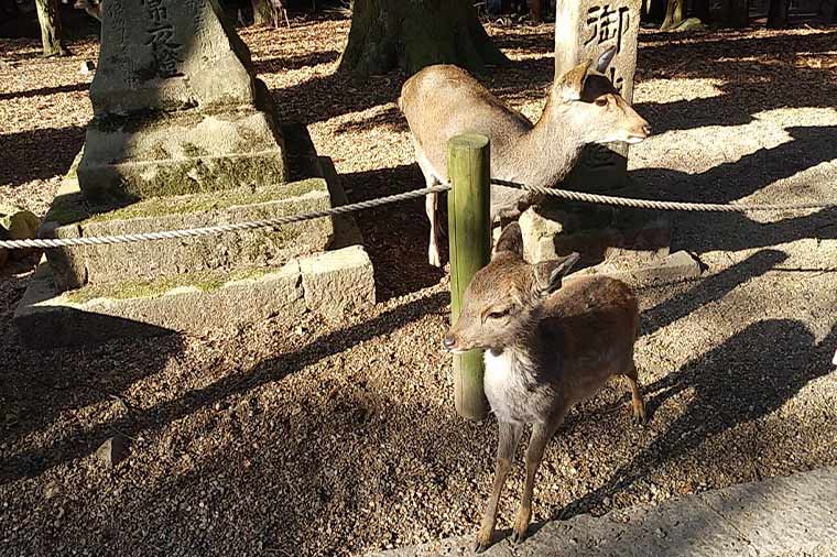 春日大社・鹿