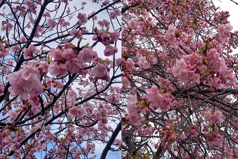 河津桜