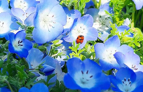 ひたち海浜公園・ネモフィラ