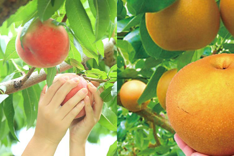 もも狩り・梨狩り