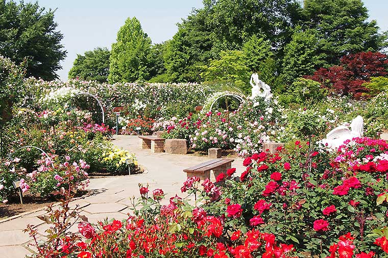 ハーブ庭園旅日記・バラ