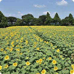 座間ひまわり