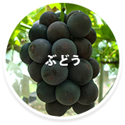 ぶどう狩り