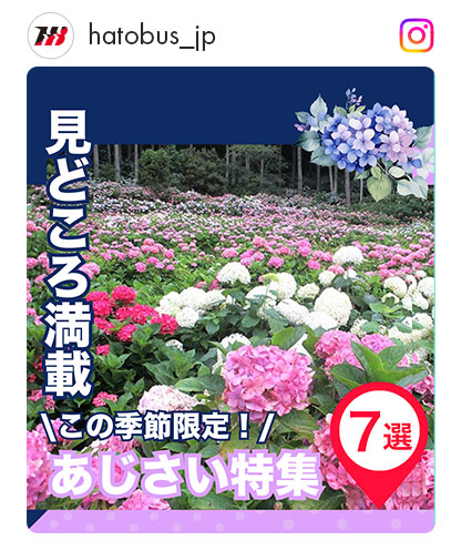 あじさい選