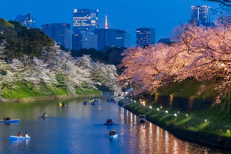 千鳥ヶ淵夜桜ライトアップ