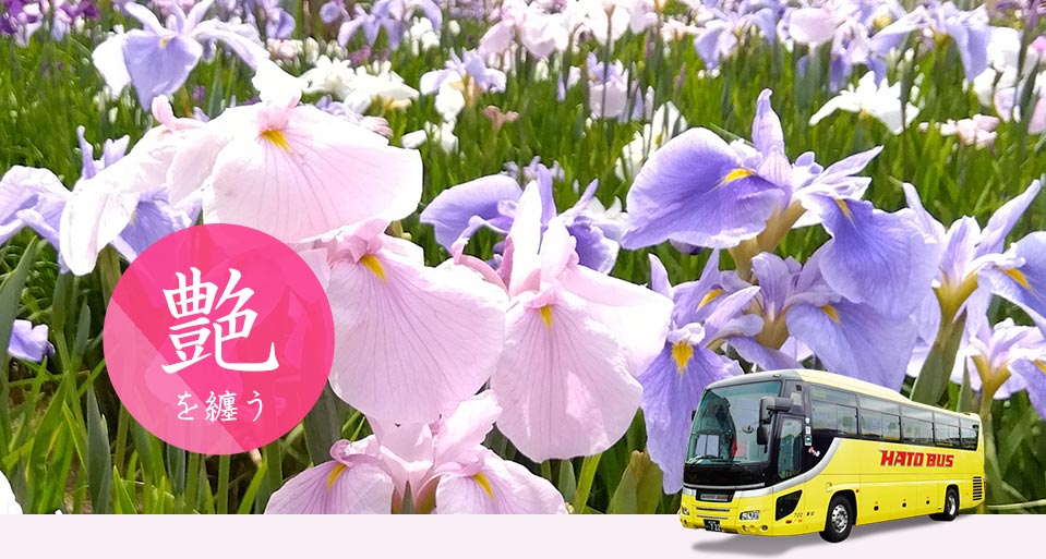 アヤメ・花菖蒲バスツアー