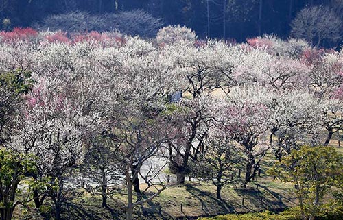 水戸偕楽園梅の花