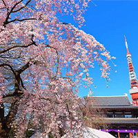増上寺・桜