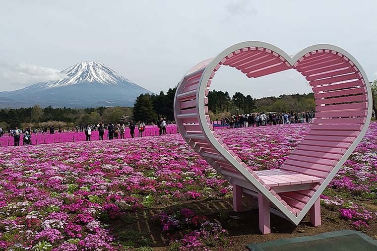 富士芝桜まつり