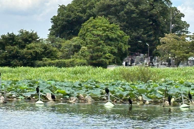 館林花ハスクルーズ・カワウ