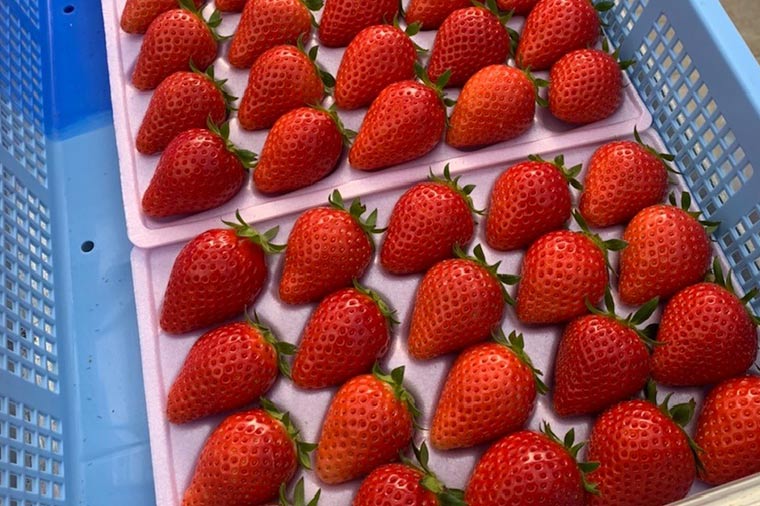 JAL Agriport農園いちご