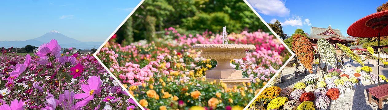 コスモス・バラ・菊