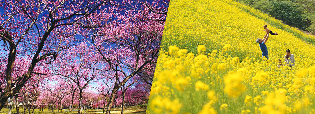 桃の花・菜の花