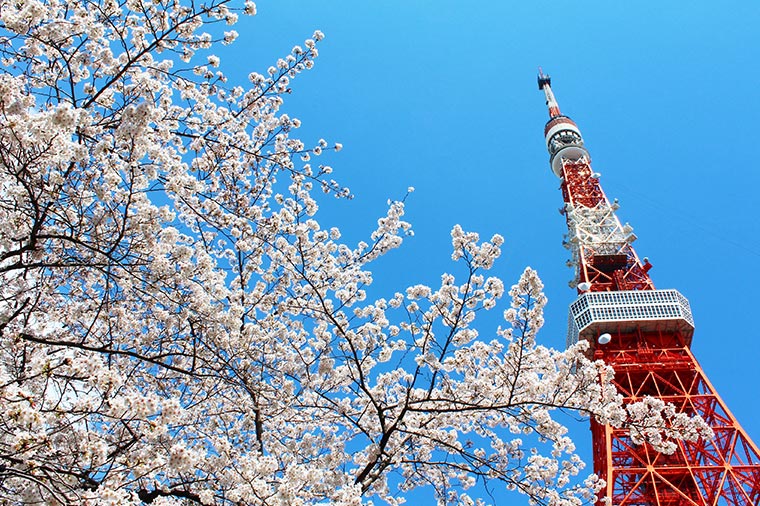 東京タワー桜
