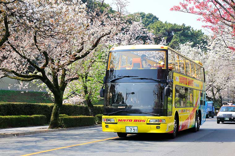 オープンバス・桜