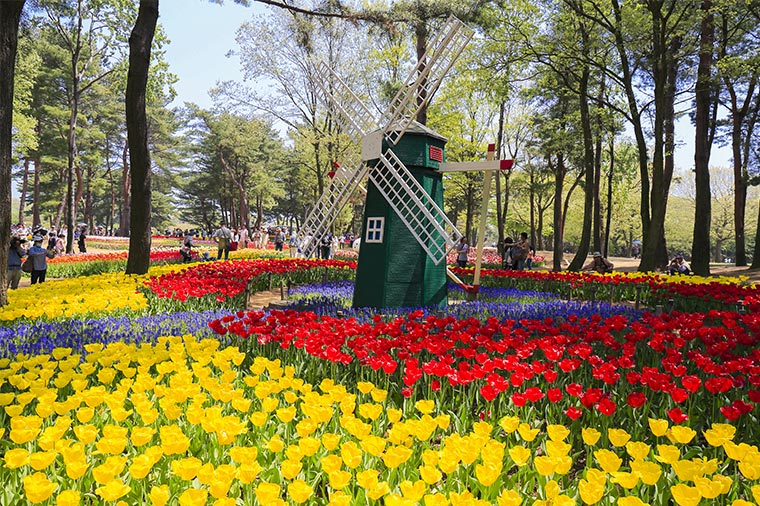 ひたち海浜公園・チューリップ