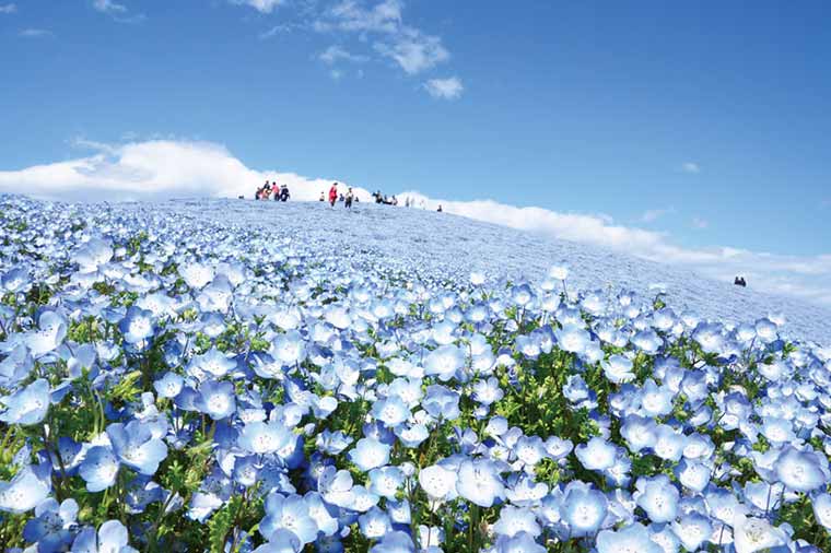 花めぐり