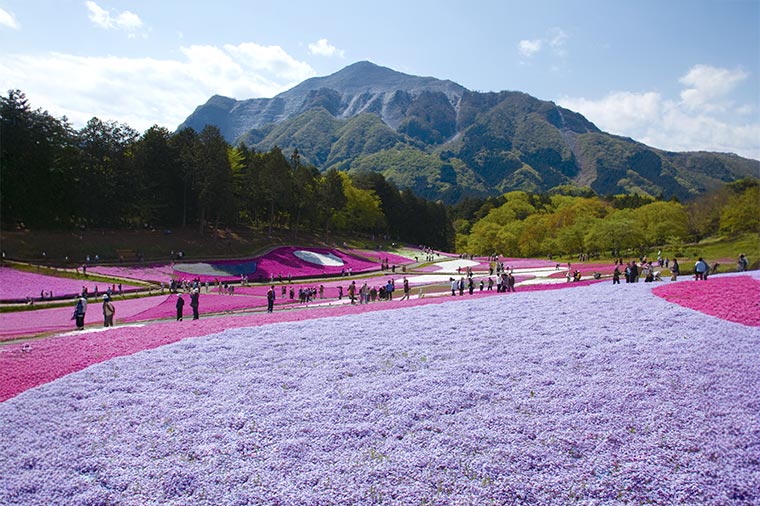 羊山公園　芝桜