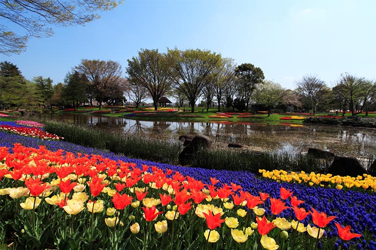 昭和記念公園