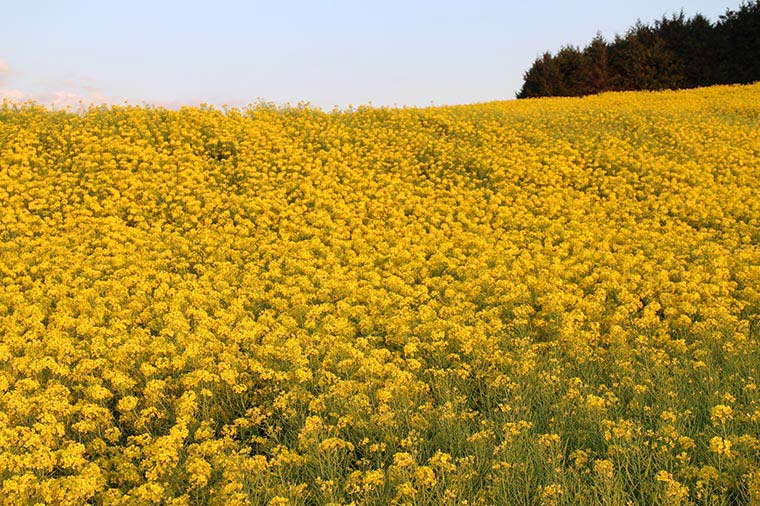 東京ドイツ村（菜の花）